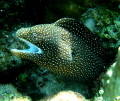   Small Eel rearing its head swam by. by  